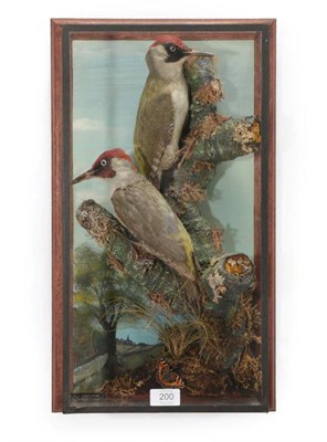 Lot 200 - Taxidermy: A Wall Cased Pair of Green Woodpeckers (Picus viridis), circa 1980, by A.J....