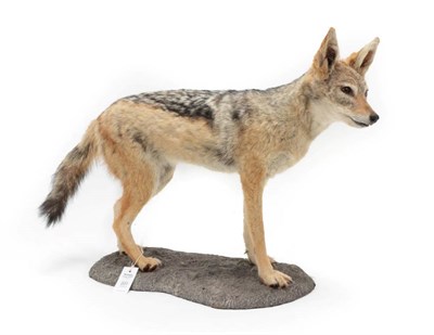 Lot 201 - Taxidermy: Black-Backed Jackal (Canis mesomelas), modern, a high quality full mount stood upon...