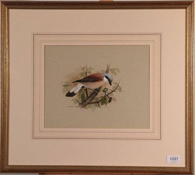 Lot 1097 - Raymond C Watson (1935-1994)  Study of a Bohemian Waxwing Signed, watercolour, together with...
