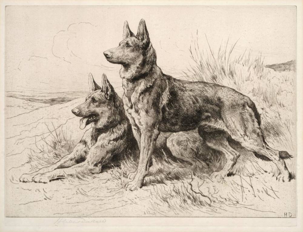 Lot 1119 - Herbert Dicksee (1862-1942) Alsatians Signed, etching, 30.5cm by 40.5cm