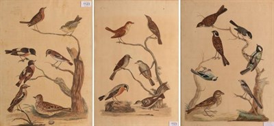 Lot 1123 - British School (19th century) Native British birds on branches Inscribed, hand-coloured engravings