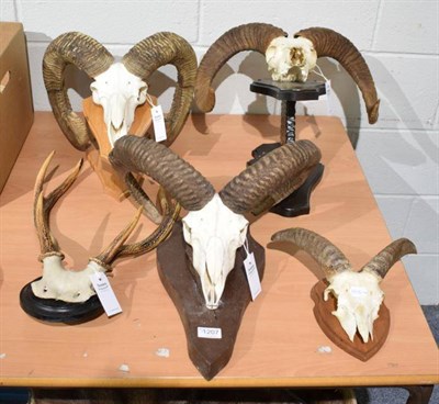 Lot 1207 - Antlers/Horns: European Mouflon (Ovis aries musimon), circa late 20th century, three sets of...