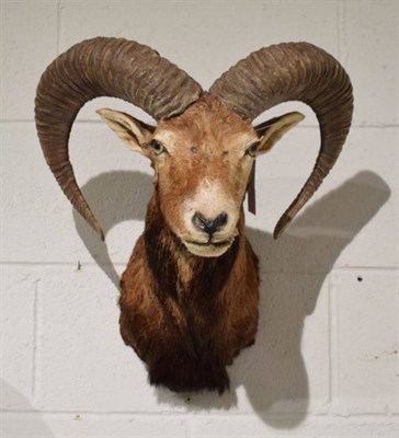 Lot 1208 - Taxidermy: European Mouflon (Ovis aries musimon), circa late 20th century, four year old adult...