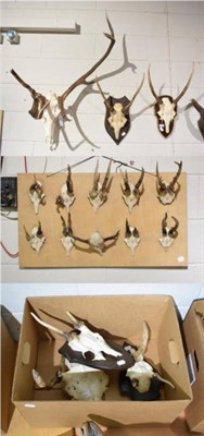 Lot 1209 - Antlers/Horns: Abnormal Red Deer Antlers (Cervus elaphus), circa late 20th century, an adult set of