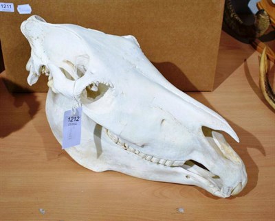 Lot 1212 - Skulls/Anatomy: Burchell's Zebra Skull (Equus quagga), modern, large complete bleached skull,...