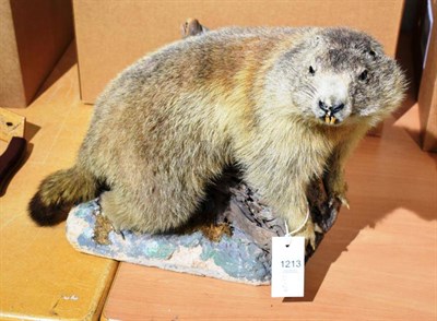 Lot 1213 - Taxidermy: Alpine Marmot (Marmota marmota), modern, a large full mount adult stood upon a small...