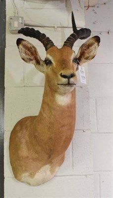 Lot 1216 - Taxidermy: Common Impala (Aepyceros melampus), modern, high quality shoulder mount looking straight