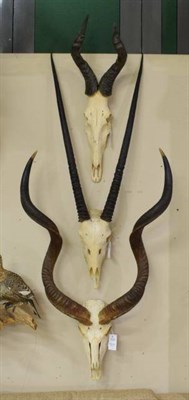 Lot 1217 - Antlers/Horns: African Hunting Trophies, Cape Greater Kudu (Strepsiceros strepsiceros), circa...