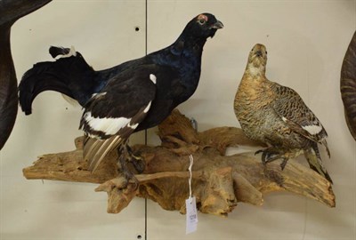 Lot 1218 - Taxidermy: A Pair of Black Grouse (Lynurus tetrix), circa late 20th century, a pair of full mounts