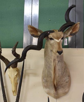 Lot 1219 - Taxidermy: Cape Greater Kudu (Strepsiceros strepsiceros), modern, large good quality shoulder mount