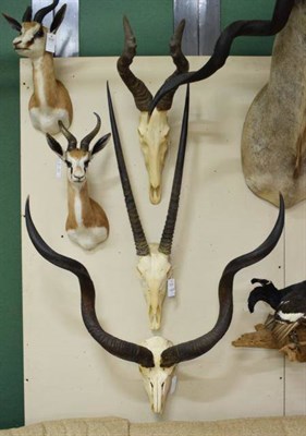 Lot 1220 - Antlers/Horns: African Hunting Trophies, Cape Greater Kudu (Strepsiceros strepsiceros), circa...