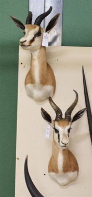 Lot 1221 - Taxidermy: A Pair of South African Springbok's (Antidorcas marsupialis), modern, a pair of high...