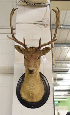 Lot 1222 - Taxidermy: Fallow Deer (Dama dama) circa 1953, Germany, shoulder mount looking straight ahead,...