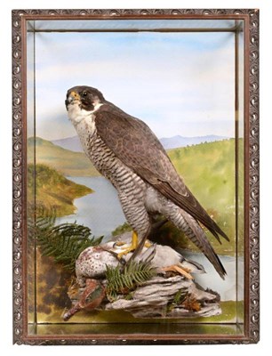 Lot 2000 - Taxidermy: A Wall Cased Peregrine Falcon (Falco peregrinus), circa 1920-1930, in the style of Henry