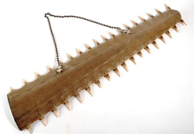 Lot 2001 - Taxidermy: Sawfish Rostrum (Pristidae spp), circa late 19th century, 36 teeth, fitted with a linked