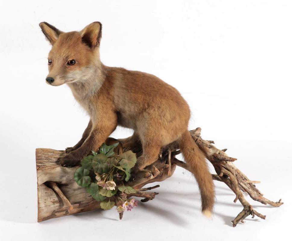 Lot 2002 - Taxidermy: Red Fox Cub (Vulpes Vulpes), by Adrian Johnstone, Gainford, a juvenile full mount...