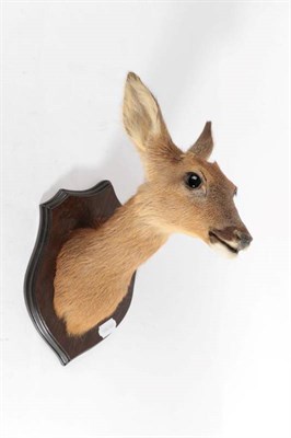 Lot 2003 - Taxidermy: A Pair of Roe Deer Neck Mounts (Capreolus capreolus), by Adrian Johnstone,...