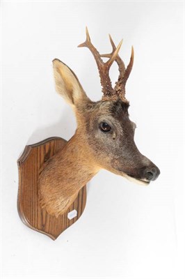 Lot 2003 - Taxidermy: A Pair of Roe Deer Neck Mounts (Capreolus capreolus), by Adrian Johnstone,...