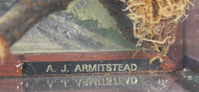 Lot 2004 - Taxidermy: A Wall Cased Woodchat Shrike (Lanius senator), circa 1979, by A.J. Armitstead,...