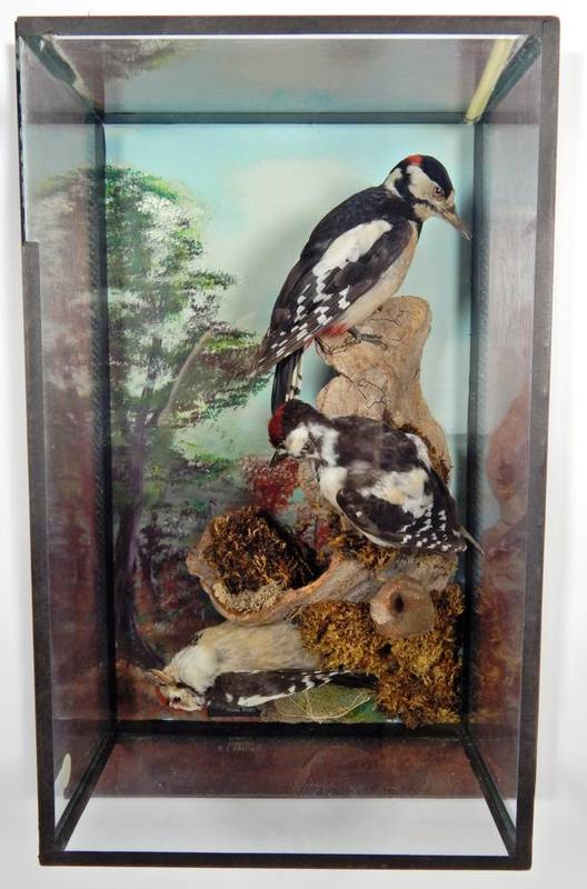 Lot 2005 - Taxidermy: A Wall Cased Family of Great-Spotted Woodpeckers (Dendrocopos major), circa 1979, by...