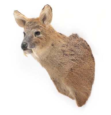 Lot 2008 - Taxidermy: Chinese Water Deer (Hydropotes inermis inermis), modern, a high quality male...