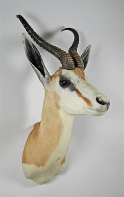Lot 2009 - Taxidermy: South African Springbok (Antidorcas marsupialis), modern, high quality shoulder...