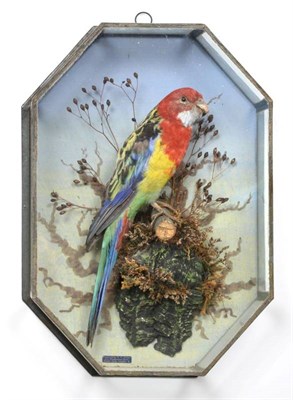 Lot 2012 - Taxidermy: An Octagonal Cased Eastern Rosella Parrot (Platycerus eximius), circa 1923, by W.F....
