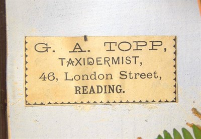 Lot 2014 - Taxidermy: A Victorian Cased Juvenile Barn Owl (Tito alba), circa 1890-1900, by G.A. Topp,...