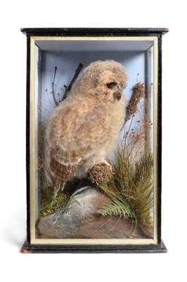 Lot 2015 - Taxidermy: A Victorian Cased Tawny Owl Chick (Strix aluco), full mount juvenile perched upon a moss
