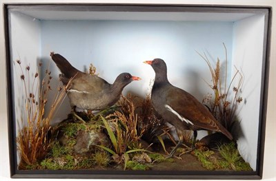 Lot 2017 - Taxidermy: A Victorian Cased of Common Moorhens (Gallinula chloropus), by T.E. Gunn, 47 St...