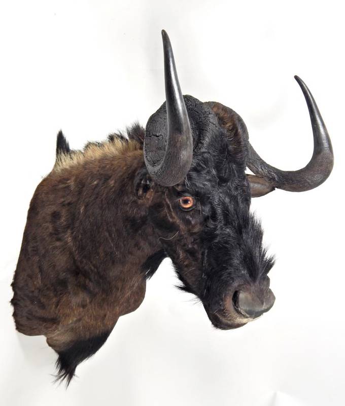 Lot 2020 - Taxidermy: Black Wildebeest (Connochaetes