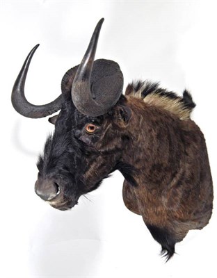Lot 2020 - Taxidermy: Black Wildebeest (Connochaetes gnou), modern, high quality shoulder mount, facing...