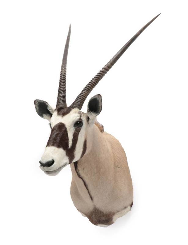 Lot 2022 - Taxidermy: Gemsbok Oryx (Gazella gazella), modern, large high quality shoulder mount, looking...