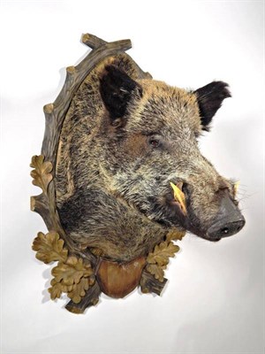 Lot 2024 - Taxidermy: European Wild Boar (Sus scrofa), modern, large shoulder mount looking straight...