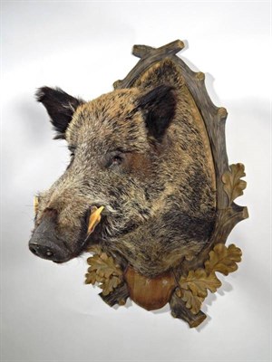 Lot 2024 - Taxidermy: European Wild Boar (Sus scrofa), modern, large shoulder mount looking straight...