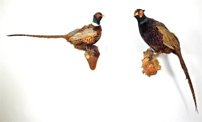 Lot 2026 - Taxidermy: A Collection of Countryside Birds and Animals, circa late 20th century, to include - two
