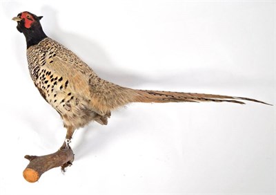 Lot 2026 - Taxidermy: A Collection of Countryside Birds and Animals, circa late 20th century, to include - two