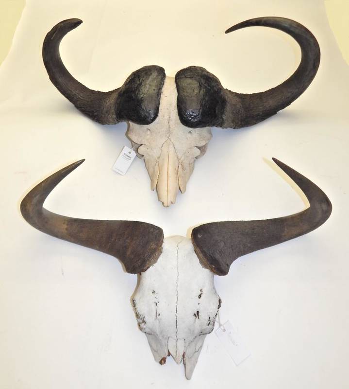 Lot 2028 - Antlers/Horns: African Hunting Trophies, circa late 20th century, including - Cape Buffalo horns on