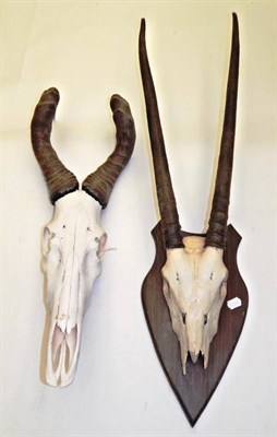 Lot 2028 - Antlers/Horns: African Hunting Trophies, circa late 20th century, including - Cape Buffalo horns on