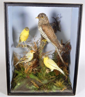 Lot 2031 - Taxidermy: A Victorian Cased Diorama of Various Birds, by T.E. Gunn, 86 St Giles Street, Norwich, a