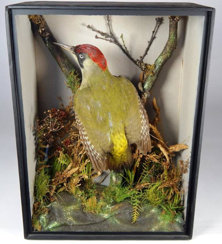 Lot 2032 - Taxidermy: A Victorian Cased Green Woodpecker (Picus viridus), by T.E. Gunn, 84 St Giles,...
