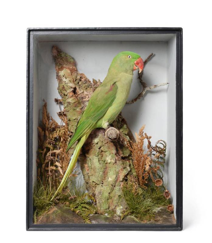 Lot 2033 - Taxidermy: A Victorian Cased Alexandrine Parrot (Psittacula eupatria), by T.E. Gunn, 86 St...