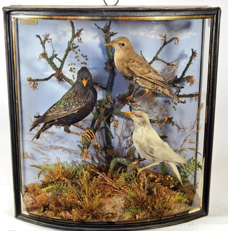 Lot 2034 - Taxidermy: A Cased Diorama of Common Starlings (Sturnus vulgaris), by John Cooper & Sons, 28 Radnor