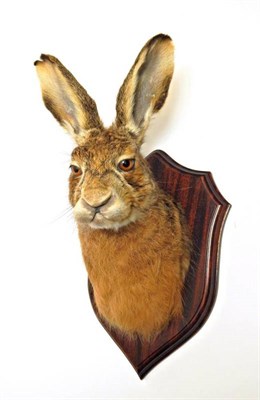 Lot 2036 - Taxidermy: A Hare Head Mount (Lepus timidus), modern, by A.J. Armistead, Taxidermist,...