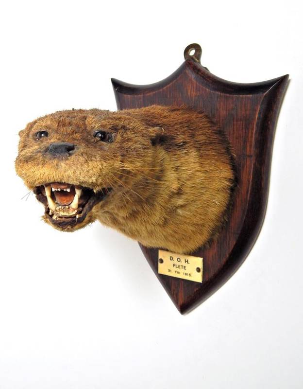 Lot 2037 - Taxidermy: A Eurasian Otter Mask (Lutra lutra), circa 1915, by Peter Spicer & Sons,...