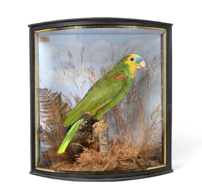 Lot 2042 - Taxidermy: A Cased Turquoise-Fronted Amazon Parrot (Amazona aestiva), by John Cooper & Sons, 28...