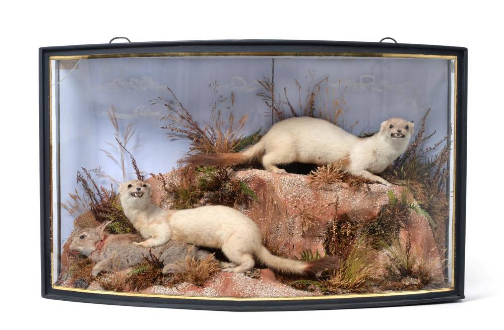 Lot 2043 - Taxidermy: A Cased Pair of Stoats (Mustela erminea), by John Cooper & Sons, 28 Radnor Street,...