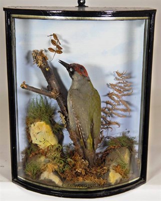 Lot 2045 - Taxidermy: A Cased Green Woodpecker (Picus viridis), by John Cooper & Sons, 28 Radnor Street,...