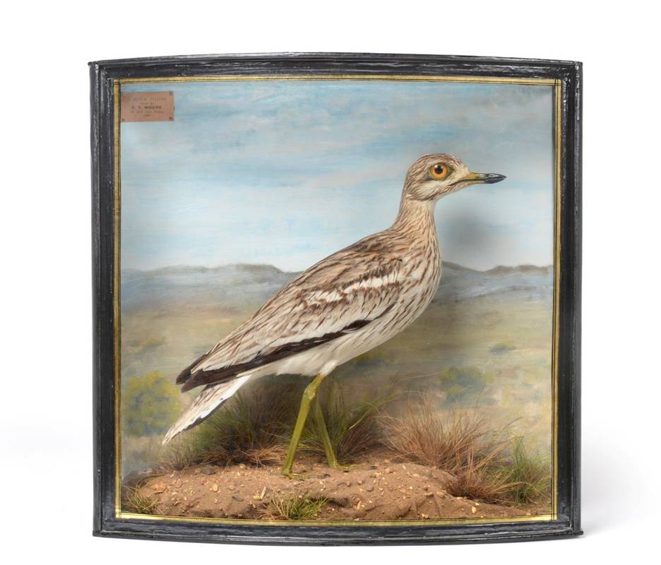 Lot 2046 - Taxidermy: A Cased Stone-Curlew (Burhinus oedicnemus), circa 1928, by John Cooper & Sons, 28 Radnor