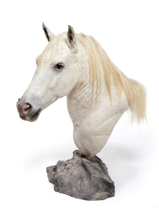 Lot 2047 - Taxidermy: A High Quality Light Grey Horse Shoulder Mount on Pedestal (Equus ferus caballus),...